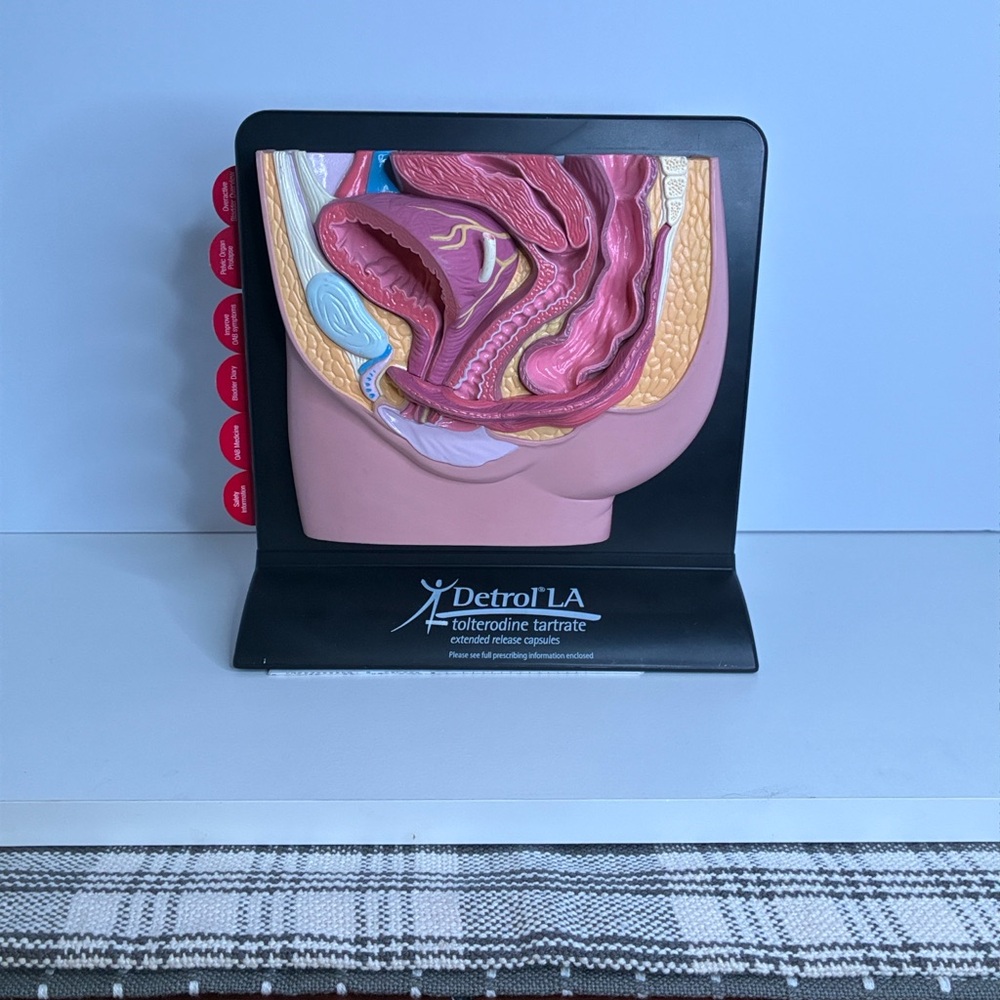 Educational Anatomical Model